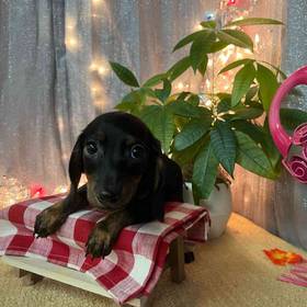 Dachshund