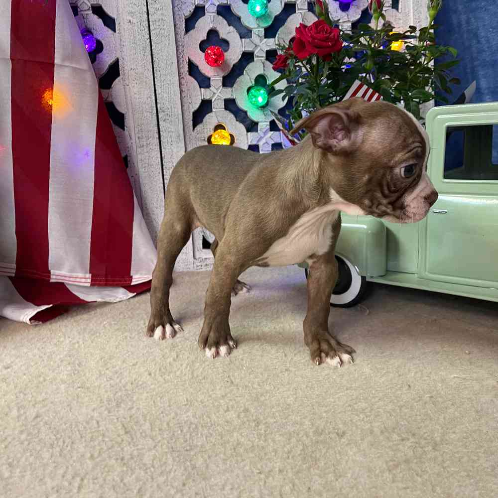 carousel pet images