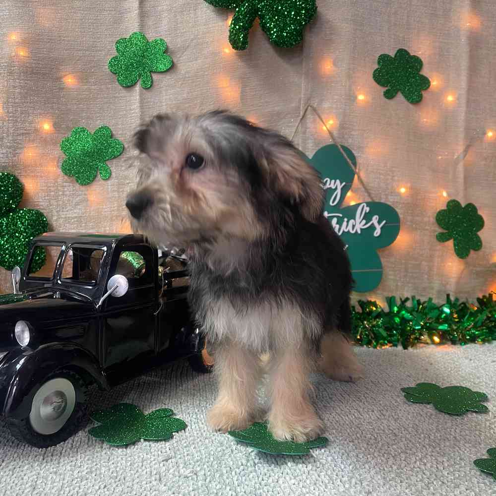 carousel pet images