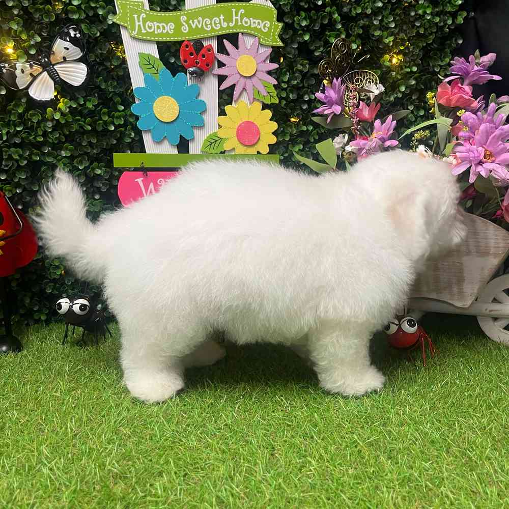carousel pet images