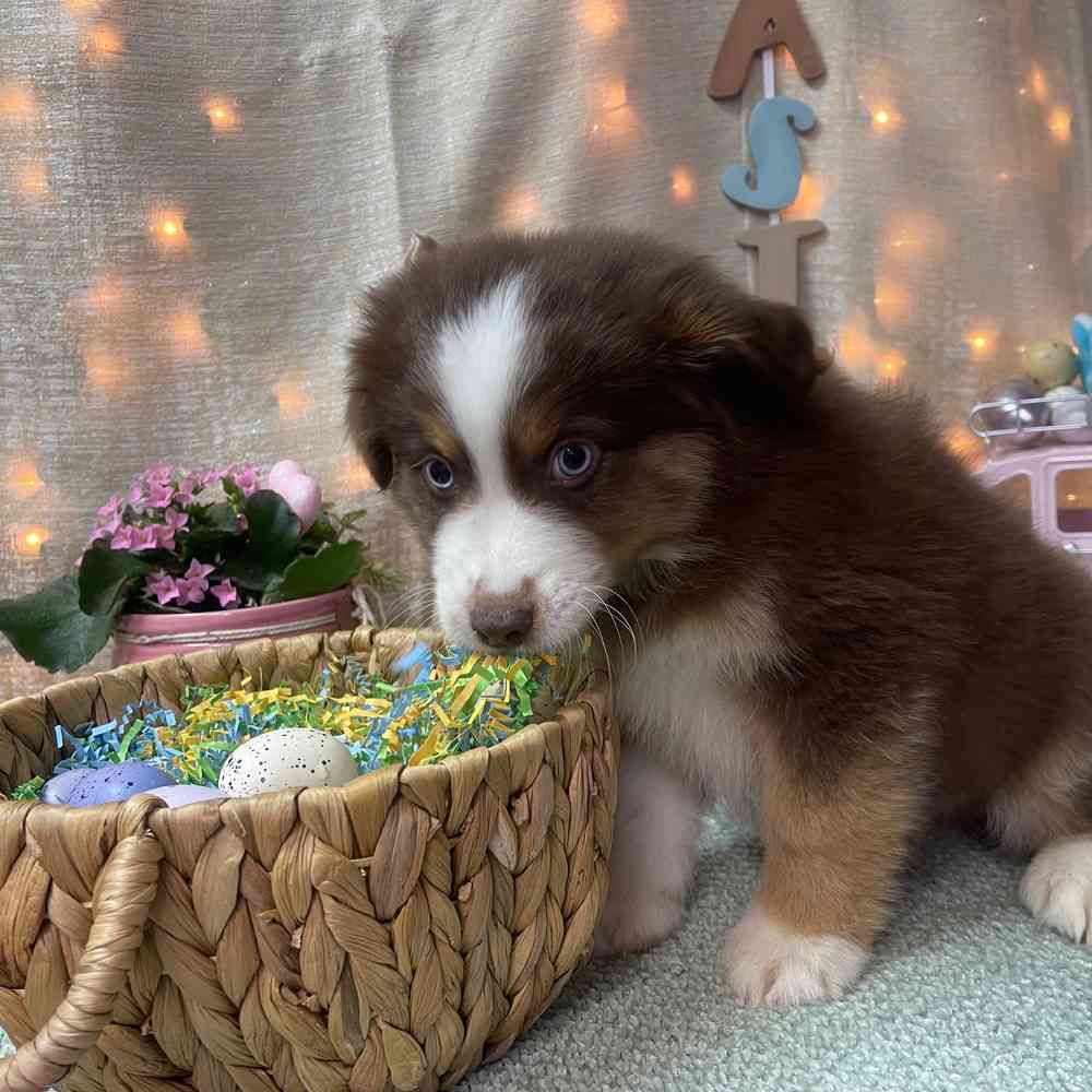 carousel pet images