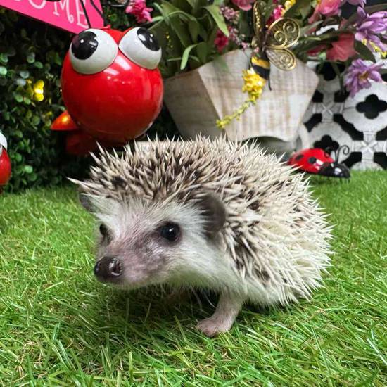Hedgehog