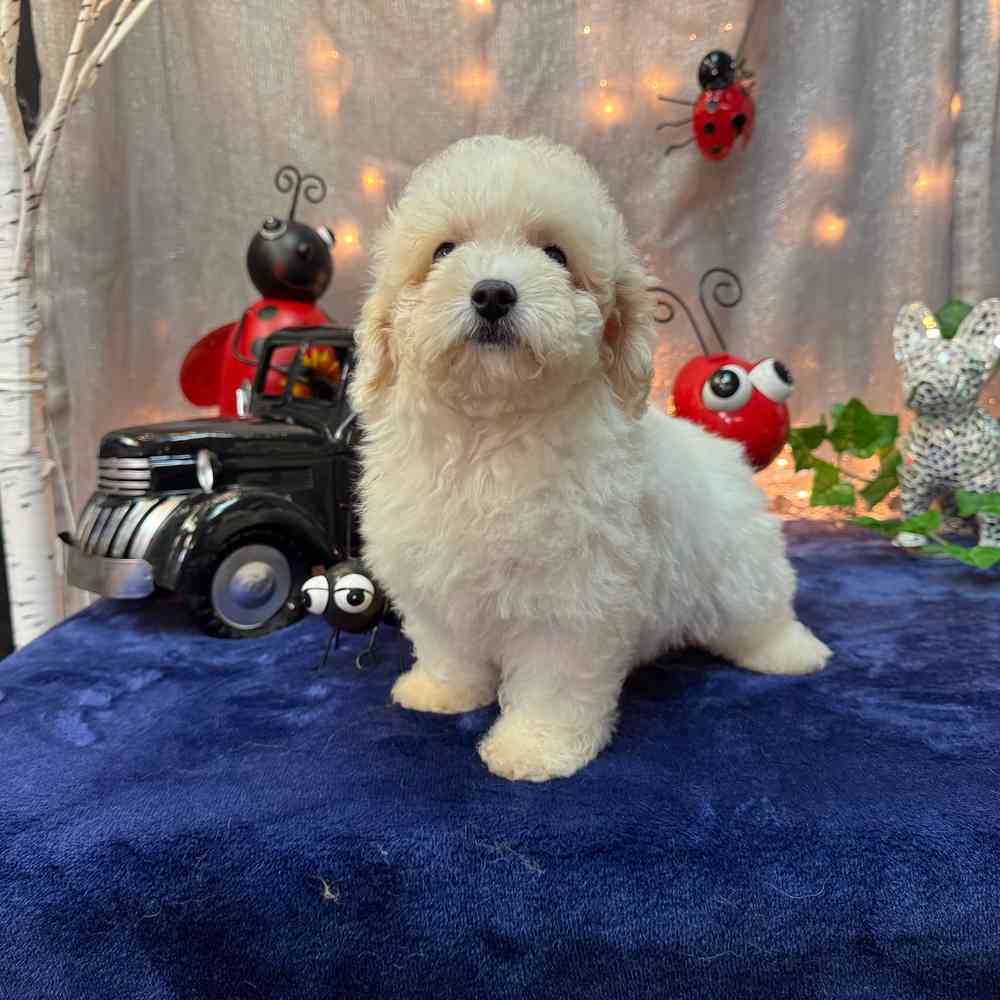 Image of a pet breed in the gallery