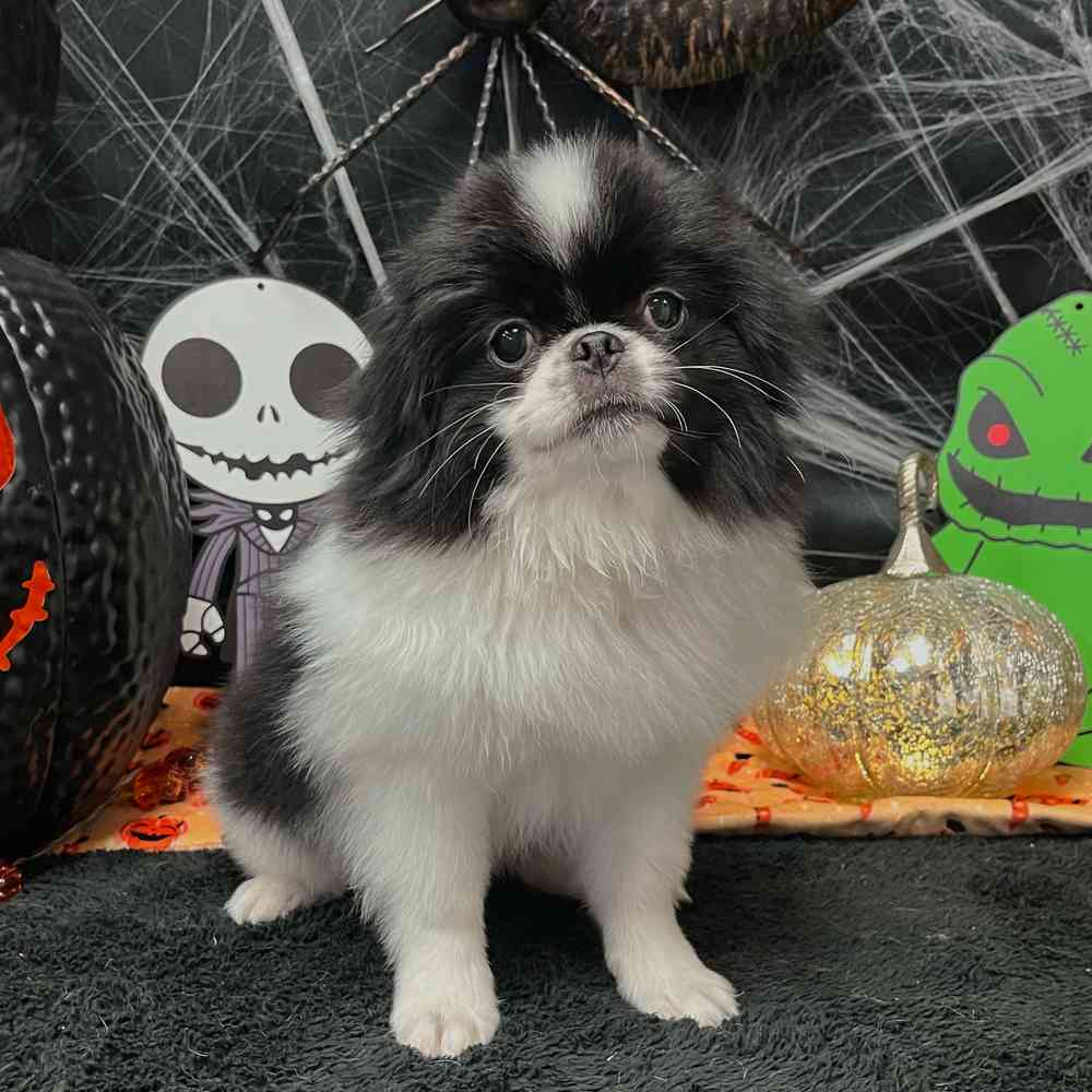 carousel pet images