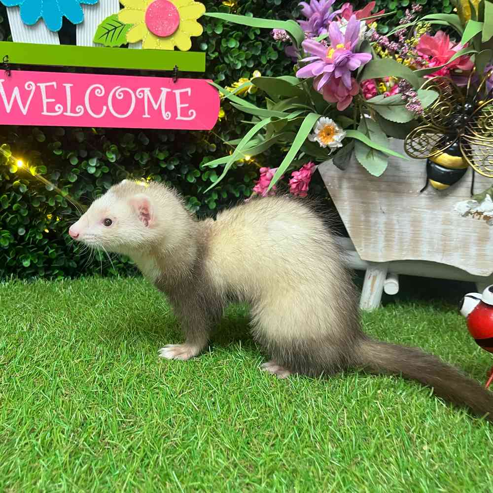 carousel pet images
