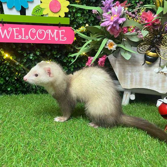 Ferret
