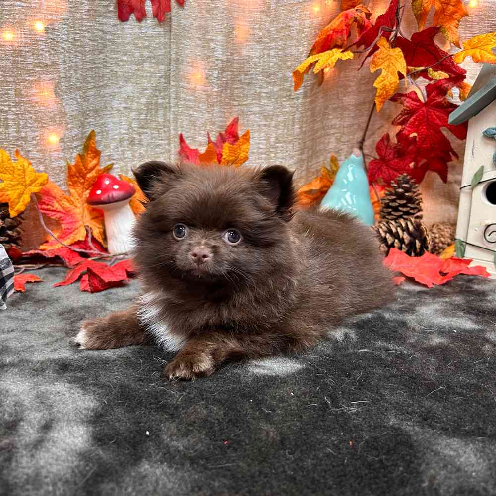 carousel pet images