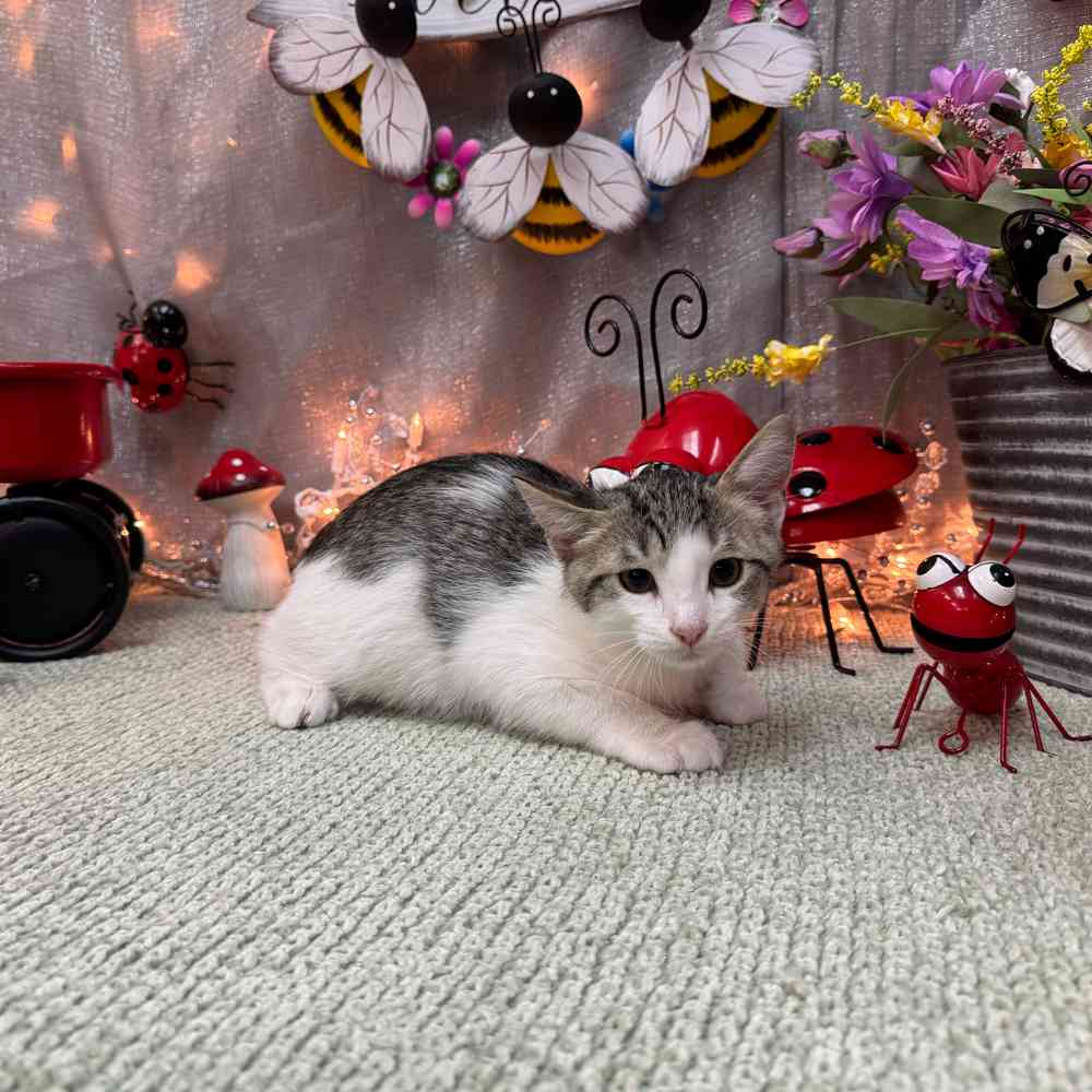 carousel pet images