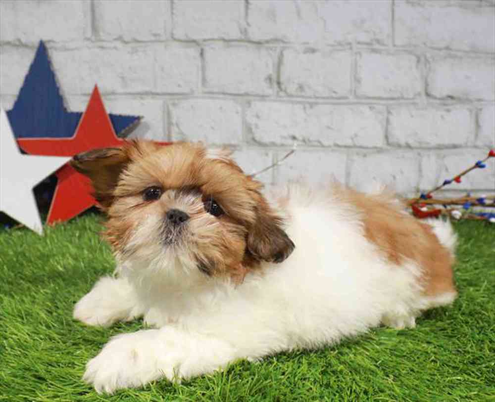 carousel pet images