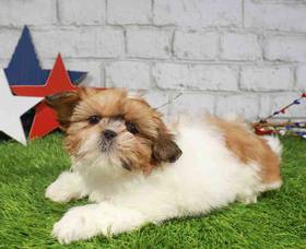 Shih Tzu