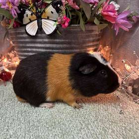 Adoption Guinea Pig