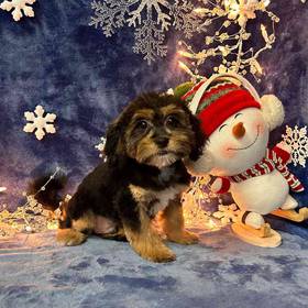 Lhasa-Poo
