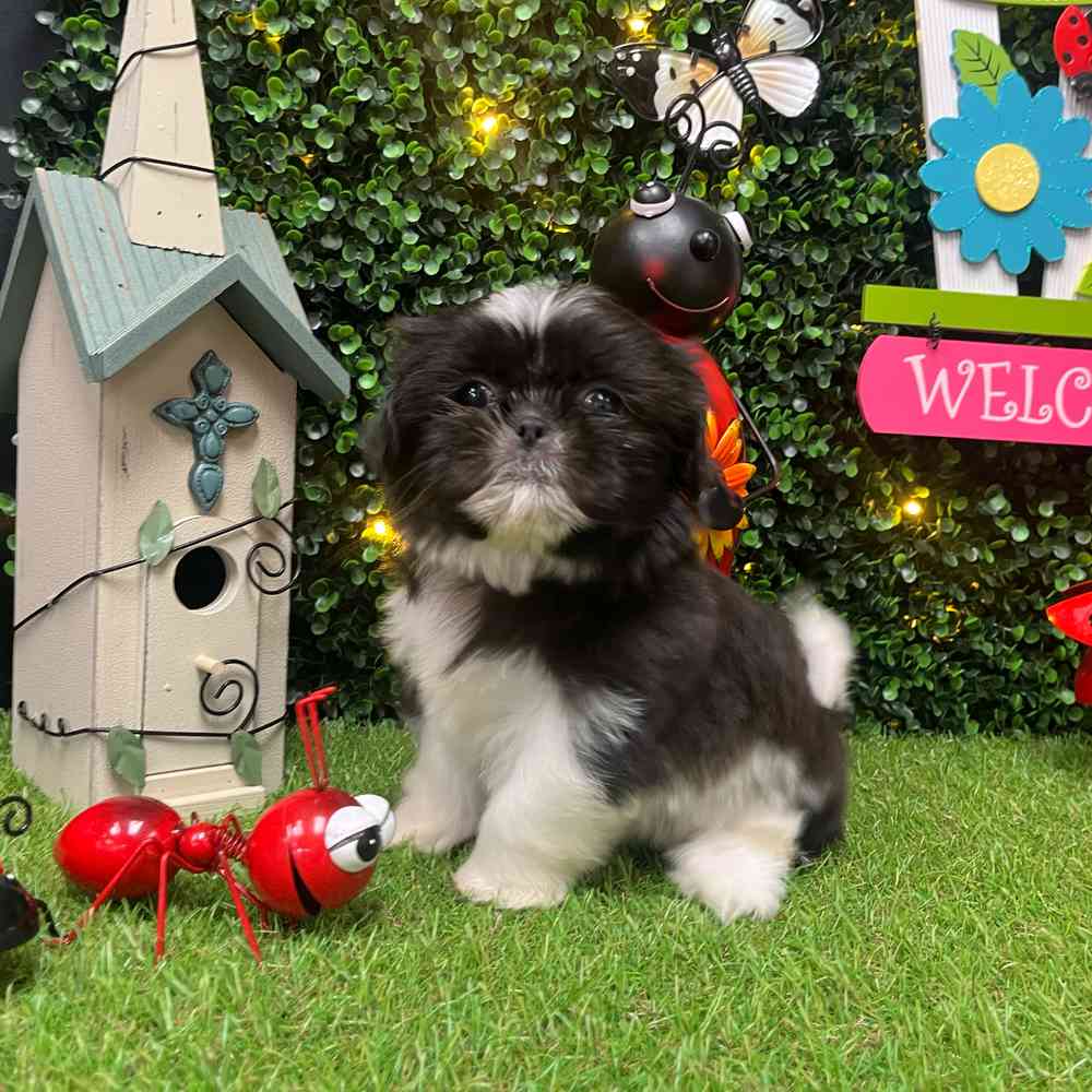 carousel pet images