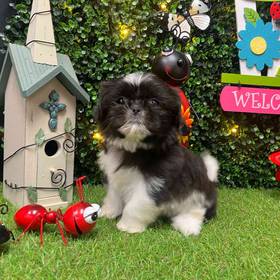 Shih Tzu