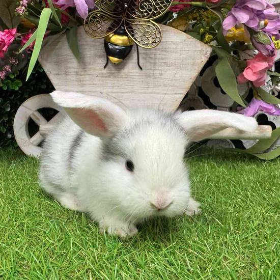 Flemish Giant Holland Lop Mix