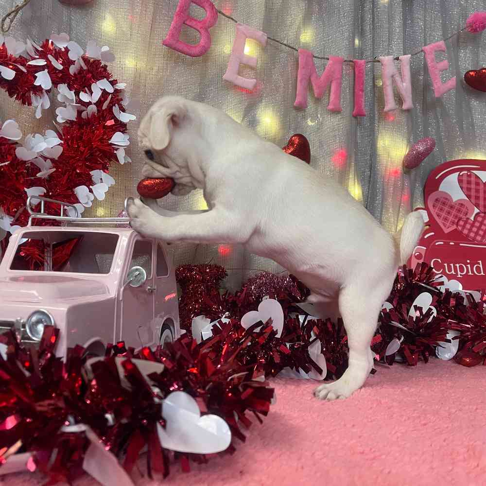 carousel pet images