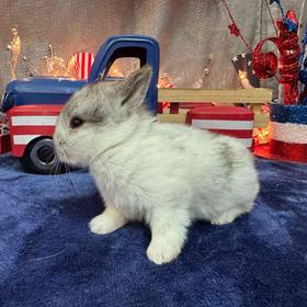 Holland Lop Mini Rex Mix