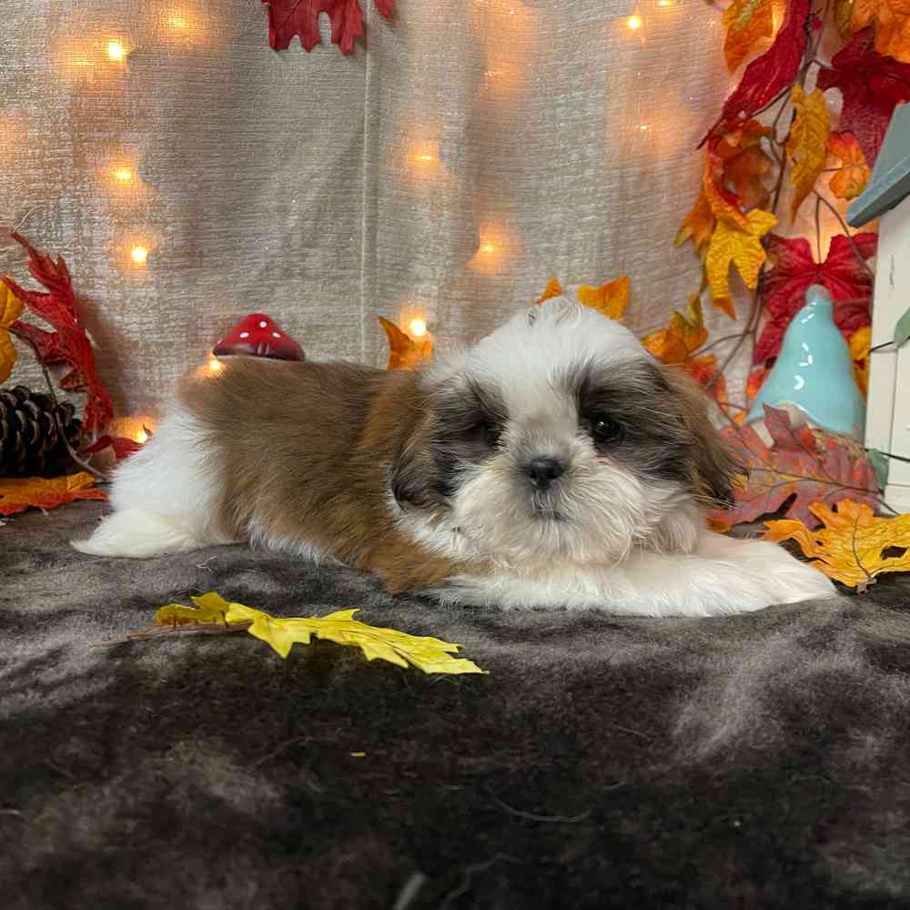 carousel pet images