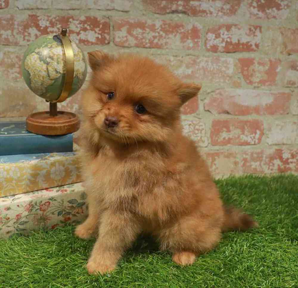 carousel pet images