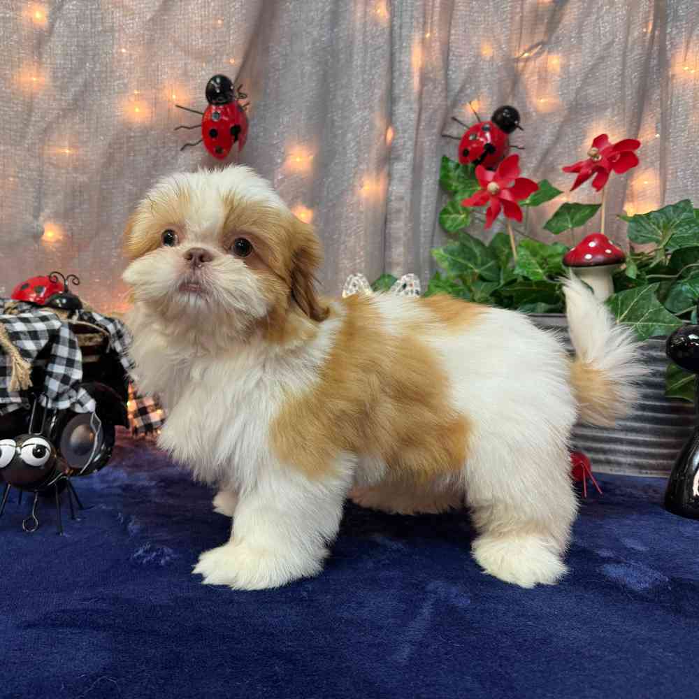 carousel pet images