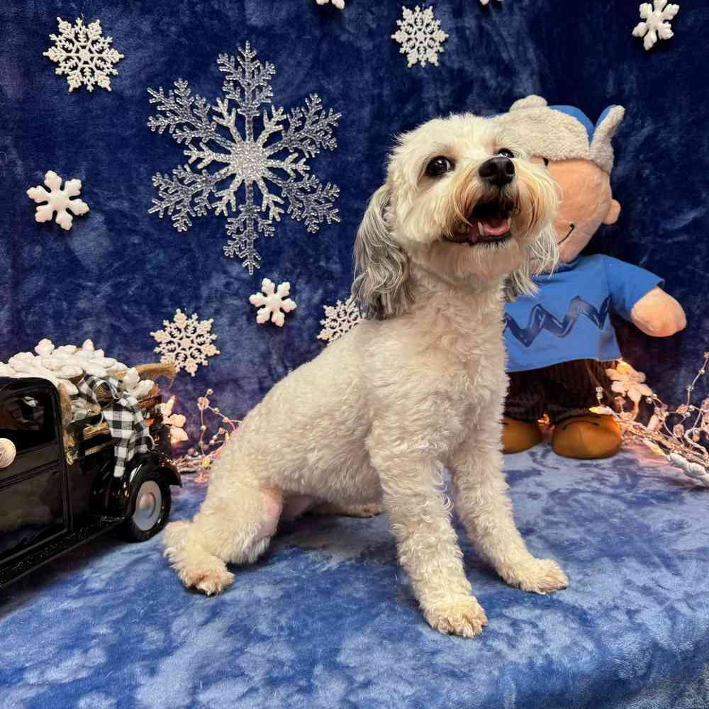 carousel pet images