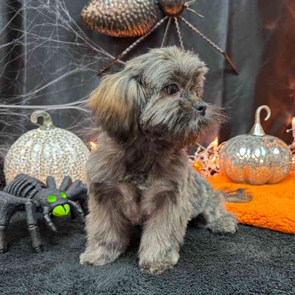 carousel pet images