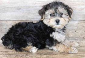 Morkie