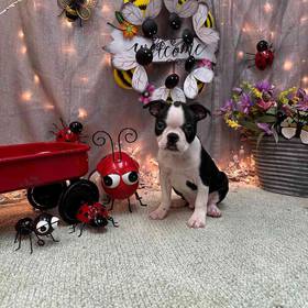Boston Terrier