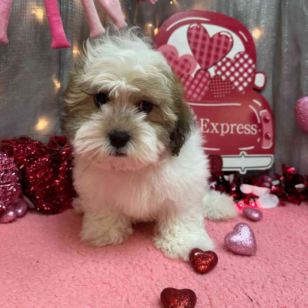 carousel pet images