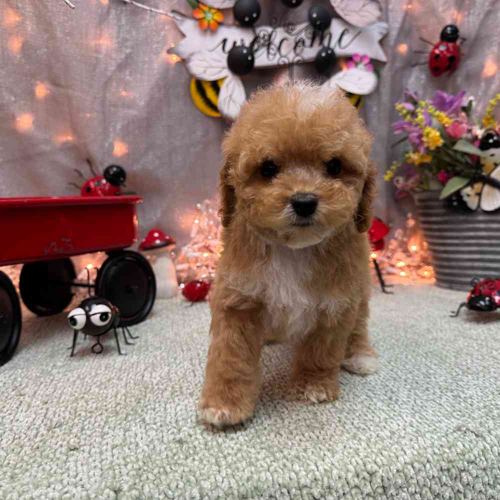 carousel pet images