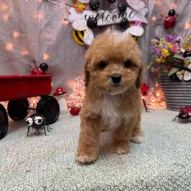 Cockapoo