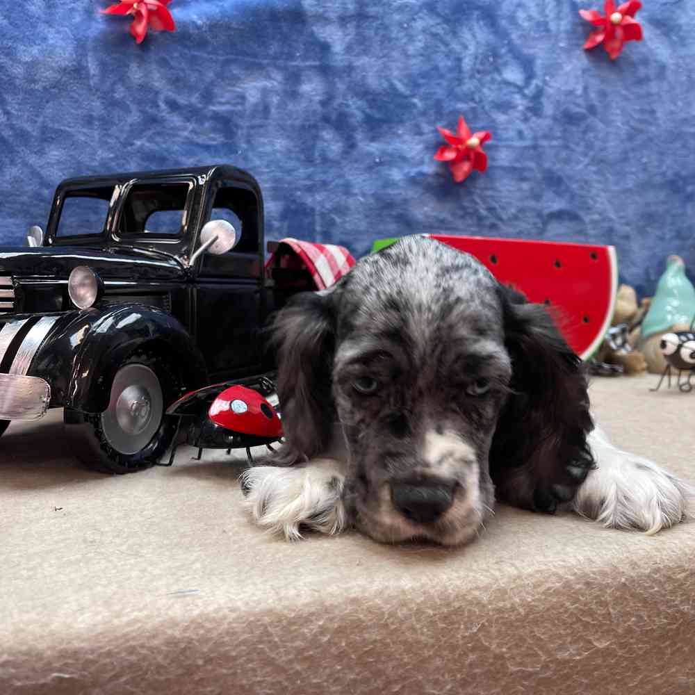 carousel pet images