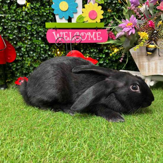 Flemish Giant Mix