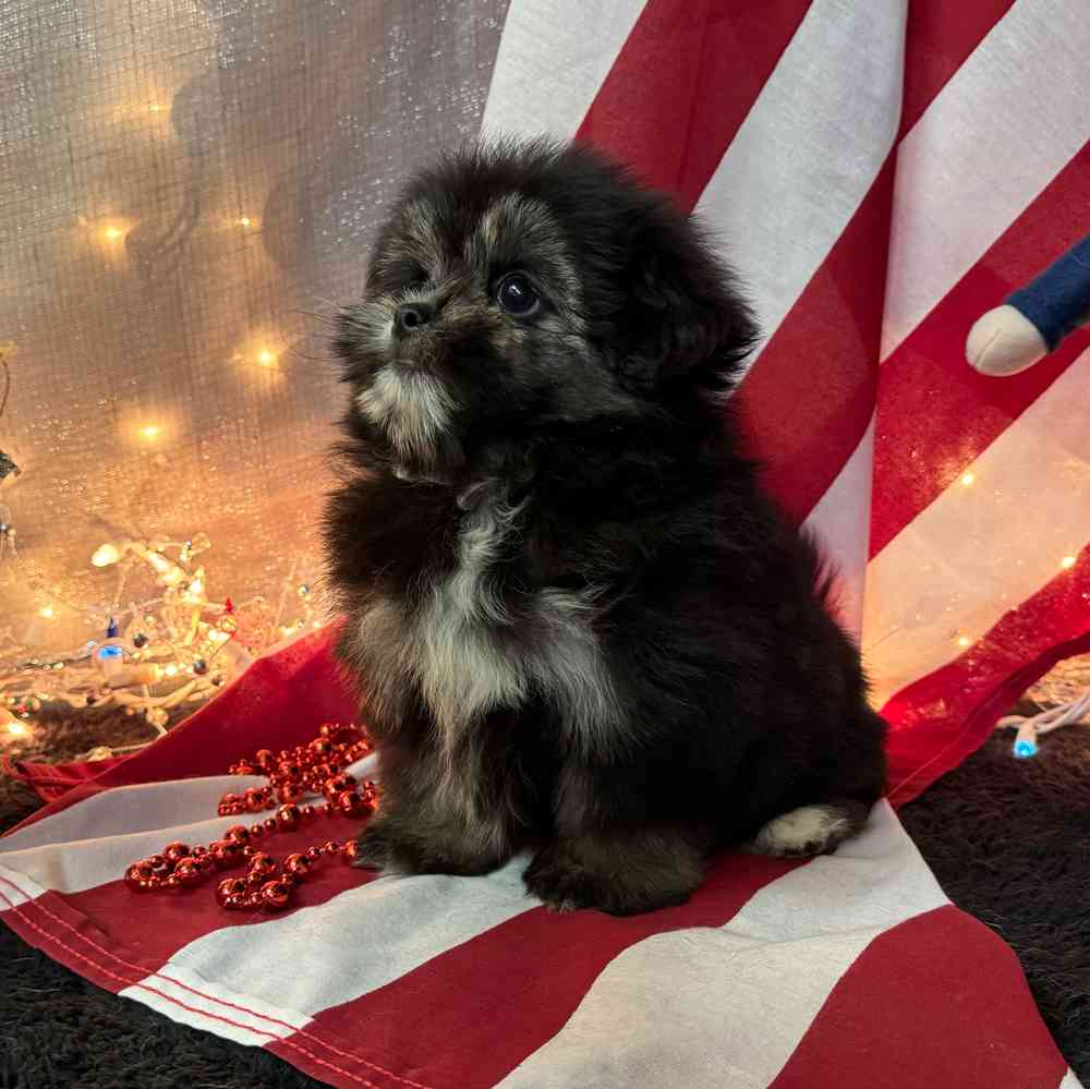 carousel pet images