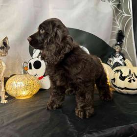 Cocker Spaniel