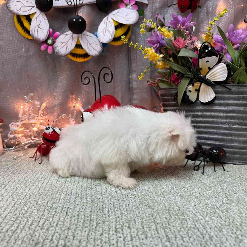 carousel pet images