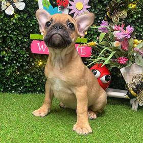 French Bulldog