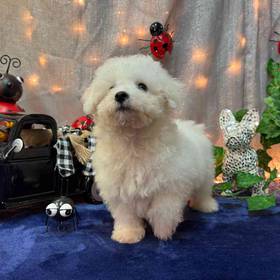 Bichon