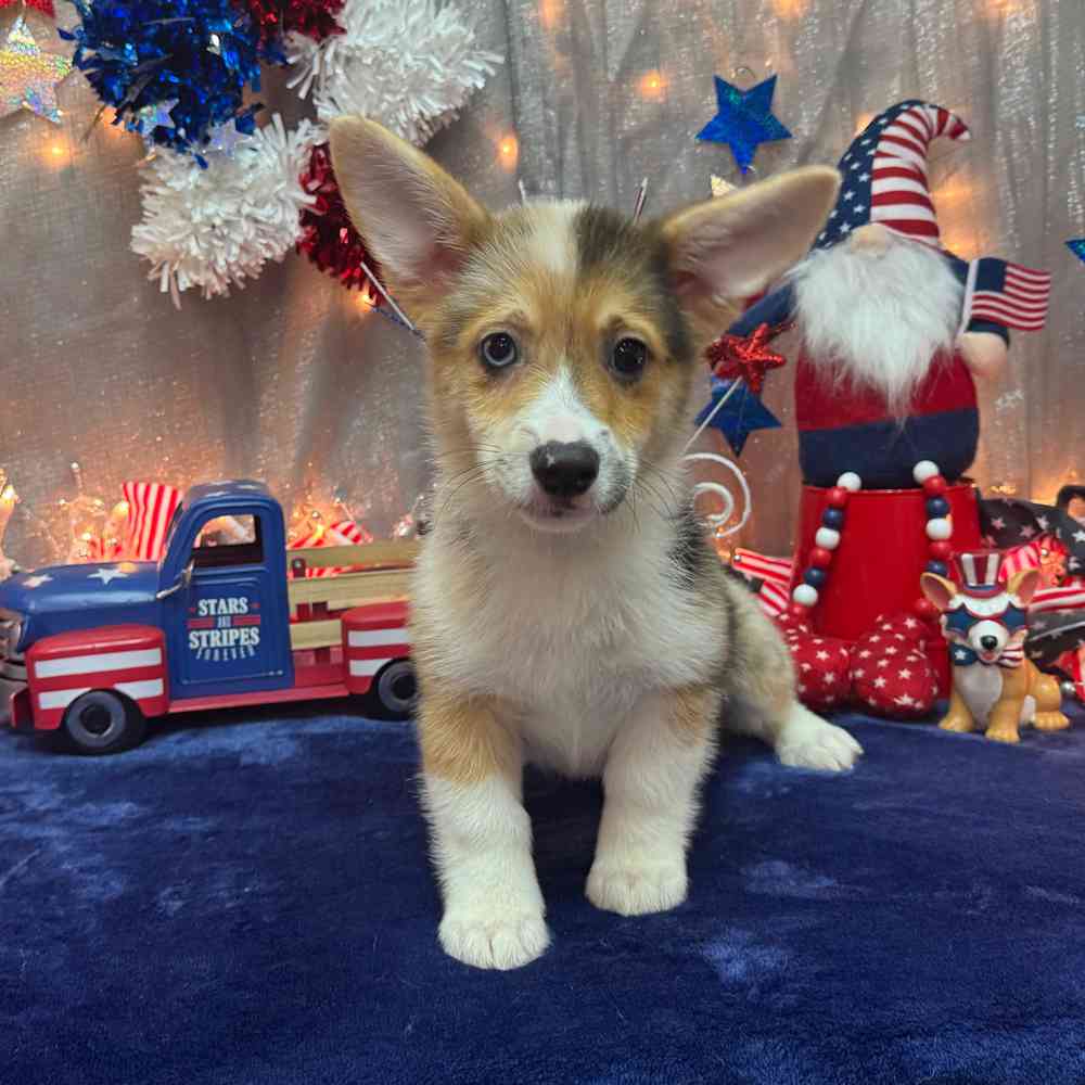carousel pet images