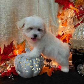Maltipoo