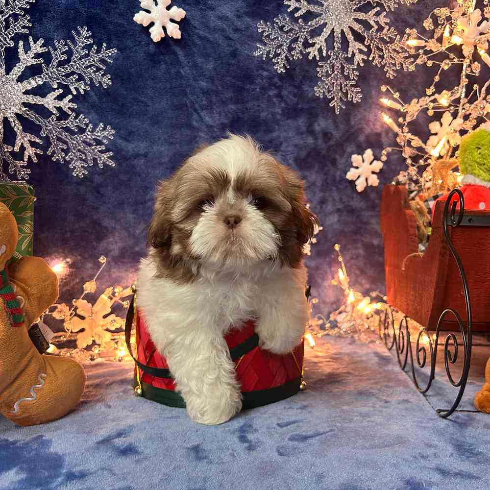 carousel pet images