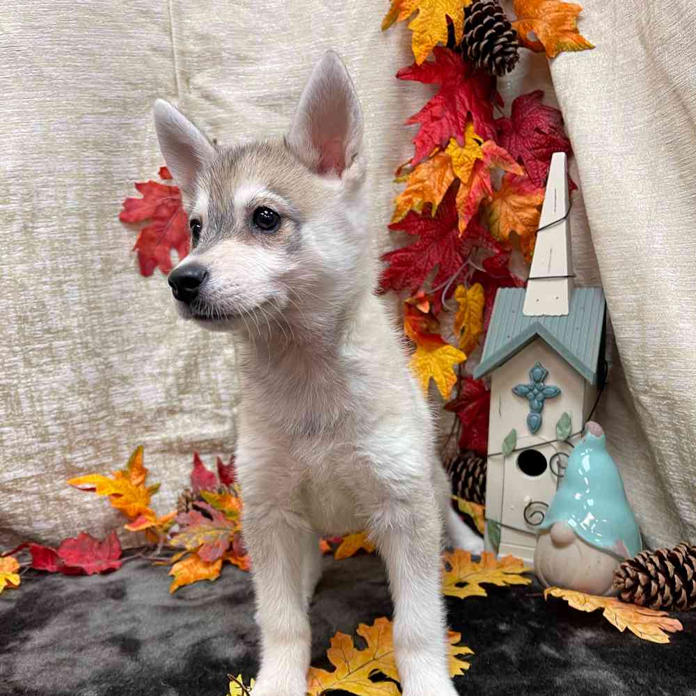 carousel pet images