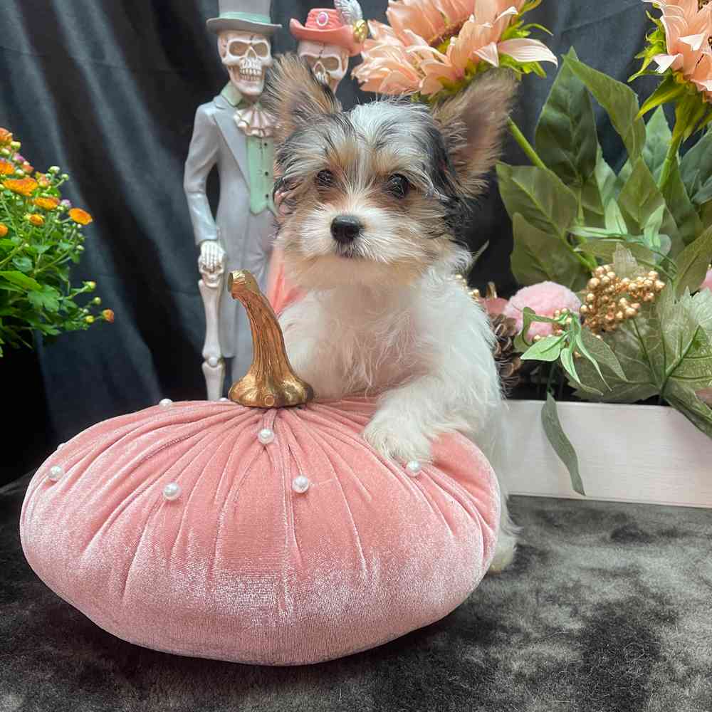 carousel pet images