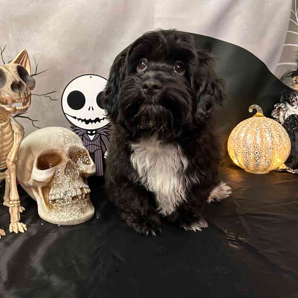 carousel pet images