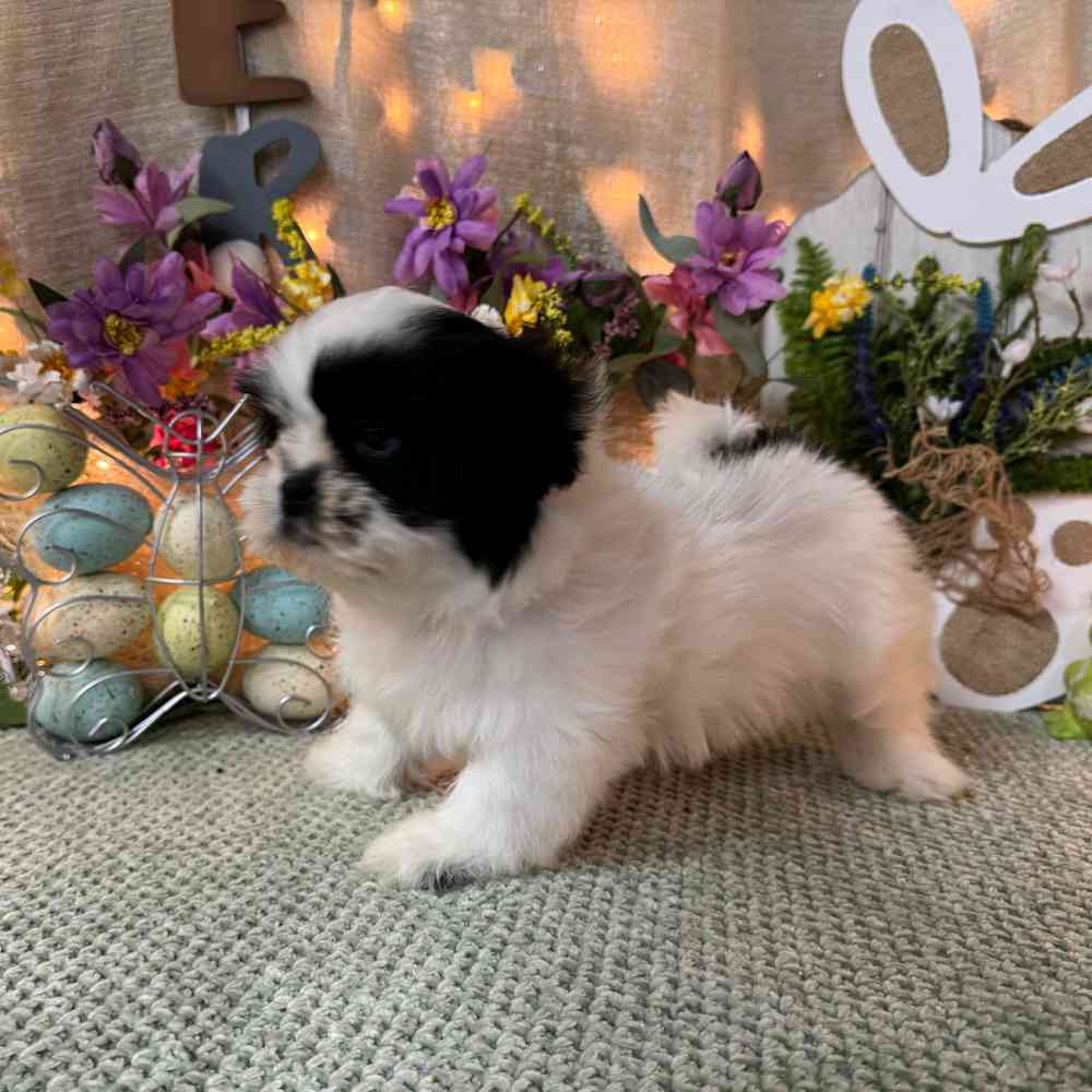 carousel pet images