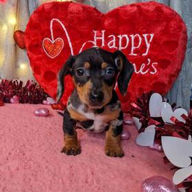 Dachshund