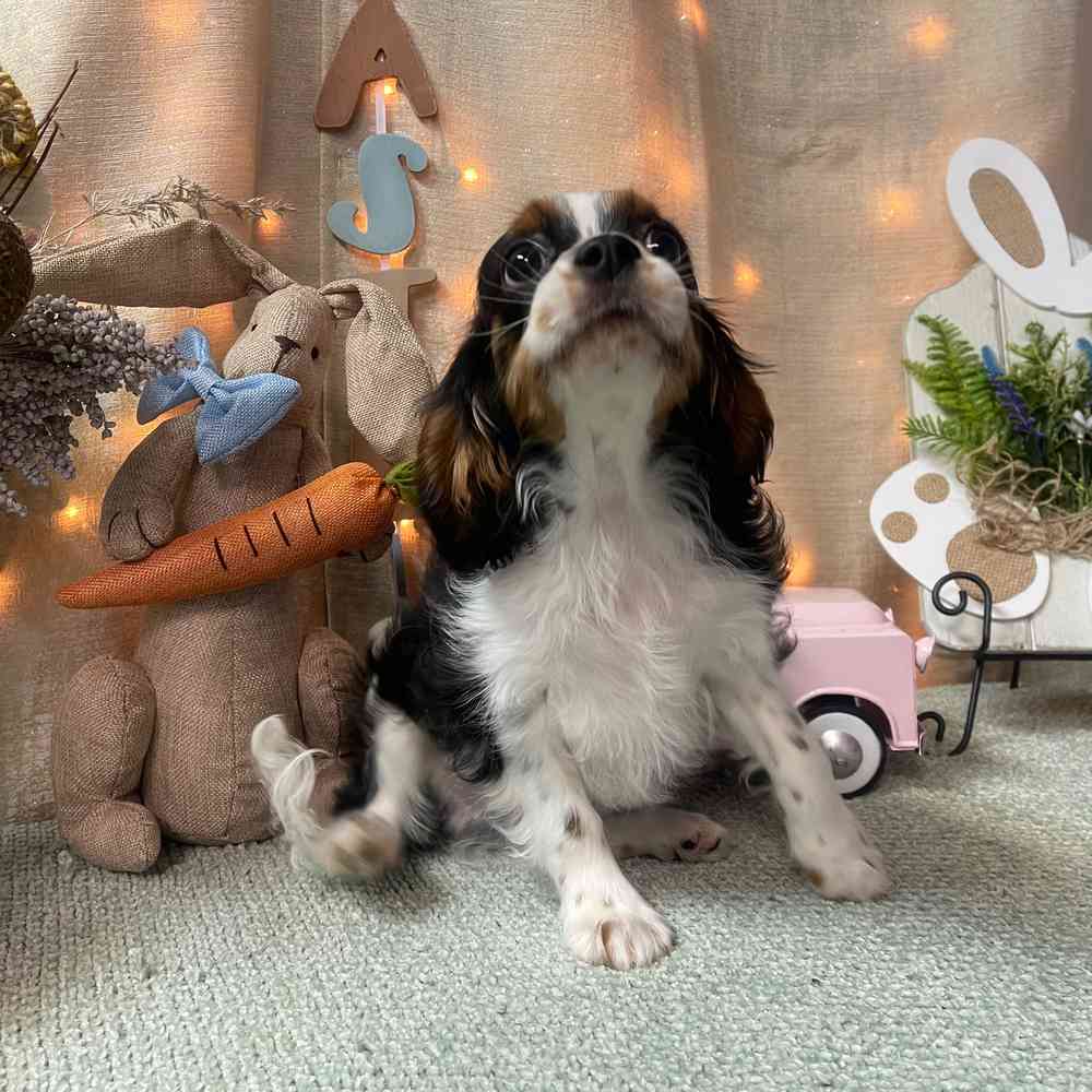 carousel pet images