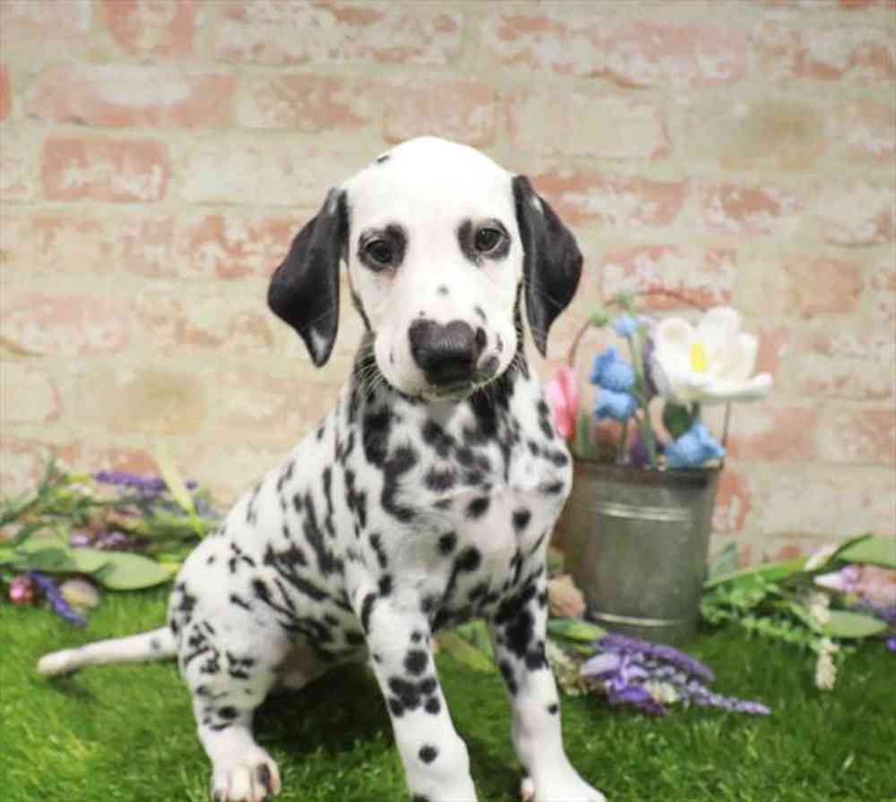 carousel pet images