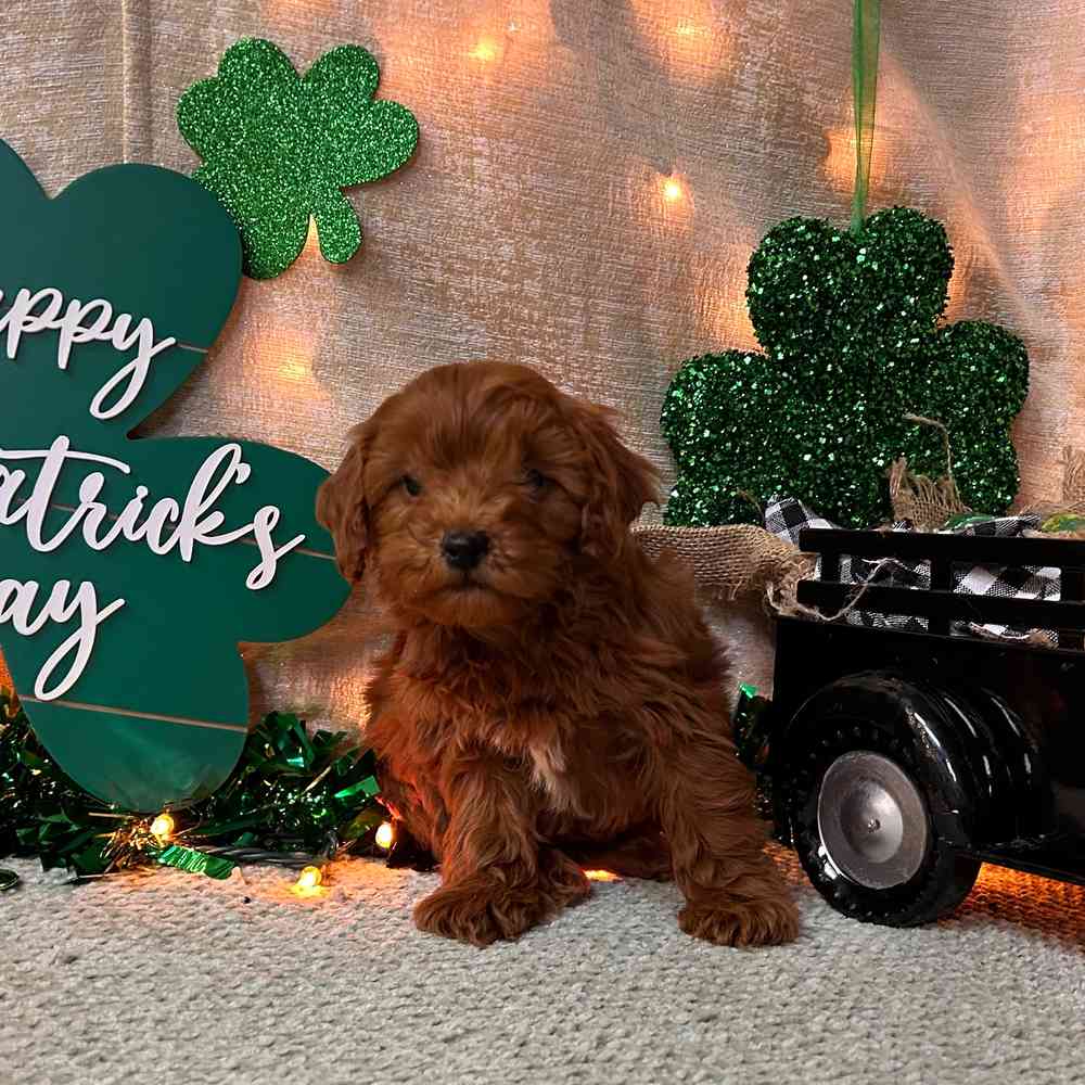carousel pet images