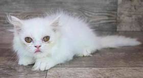 Persian